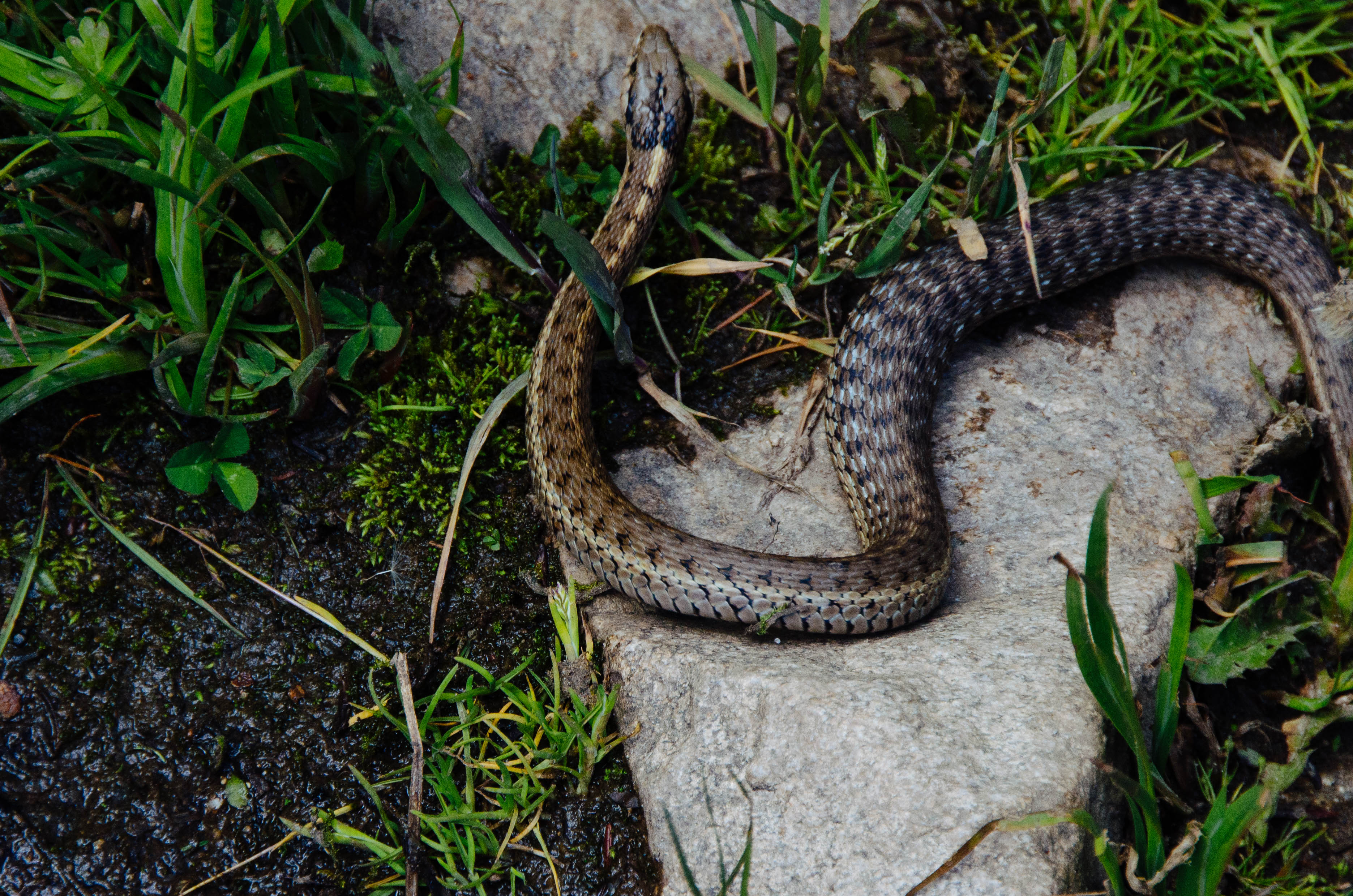 Reptiles - Grand Teton National Park (. National Park Service)