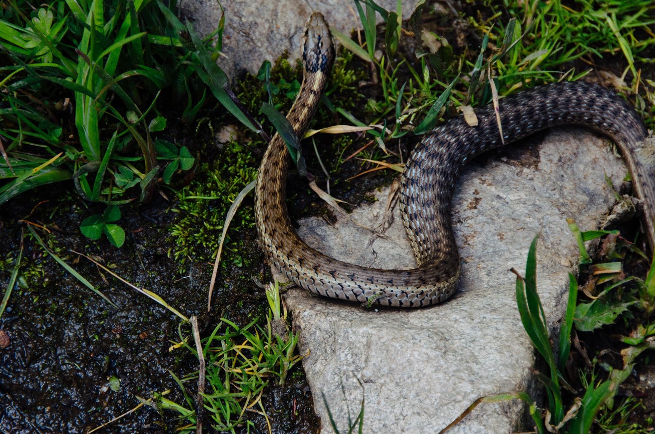 Snake Species Commonly Kept as Pets