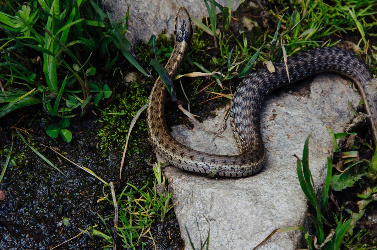garter snake in the grass