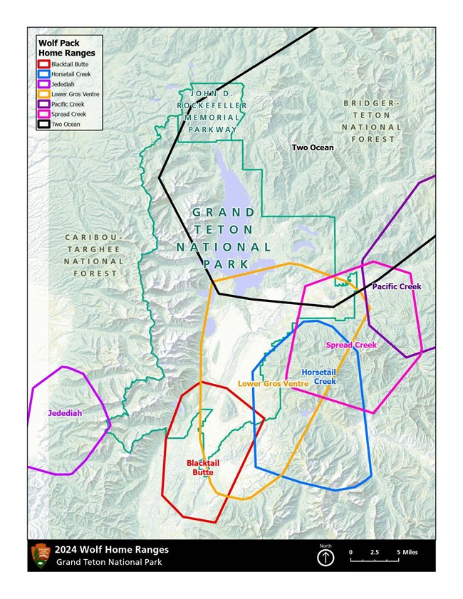 This map shows polygons of the 2024 home ranges of six wolf packs that use the park.