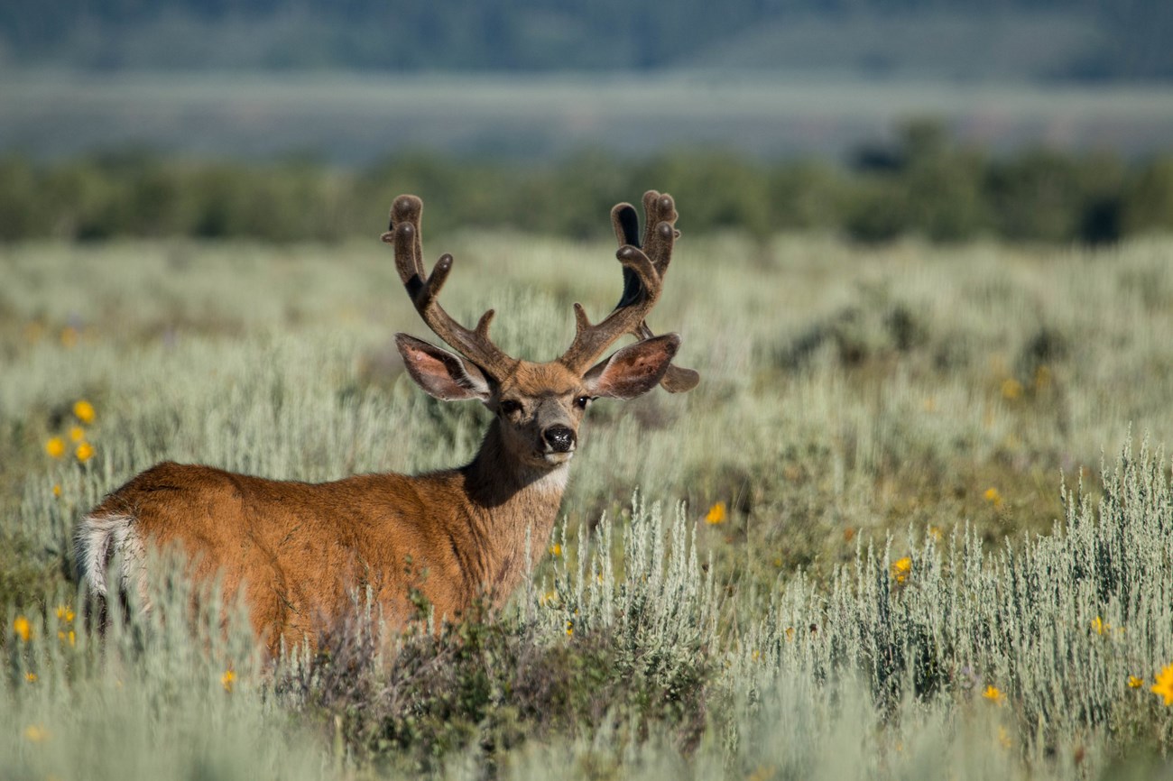 Mule deer with velvet antlers in spring sagebrush meadow