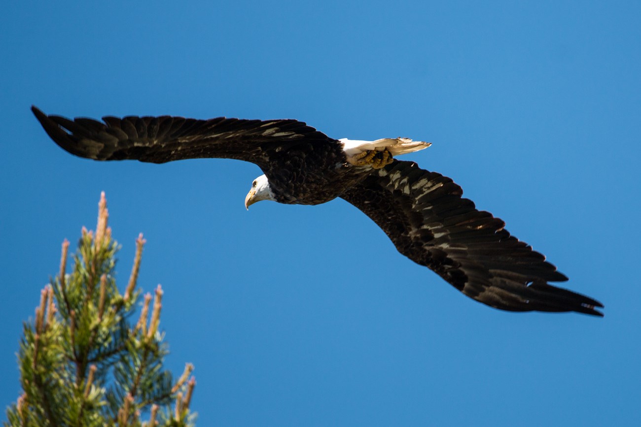 a bald eagle in flight