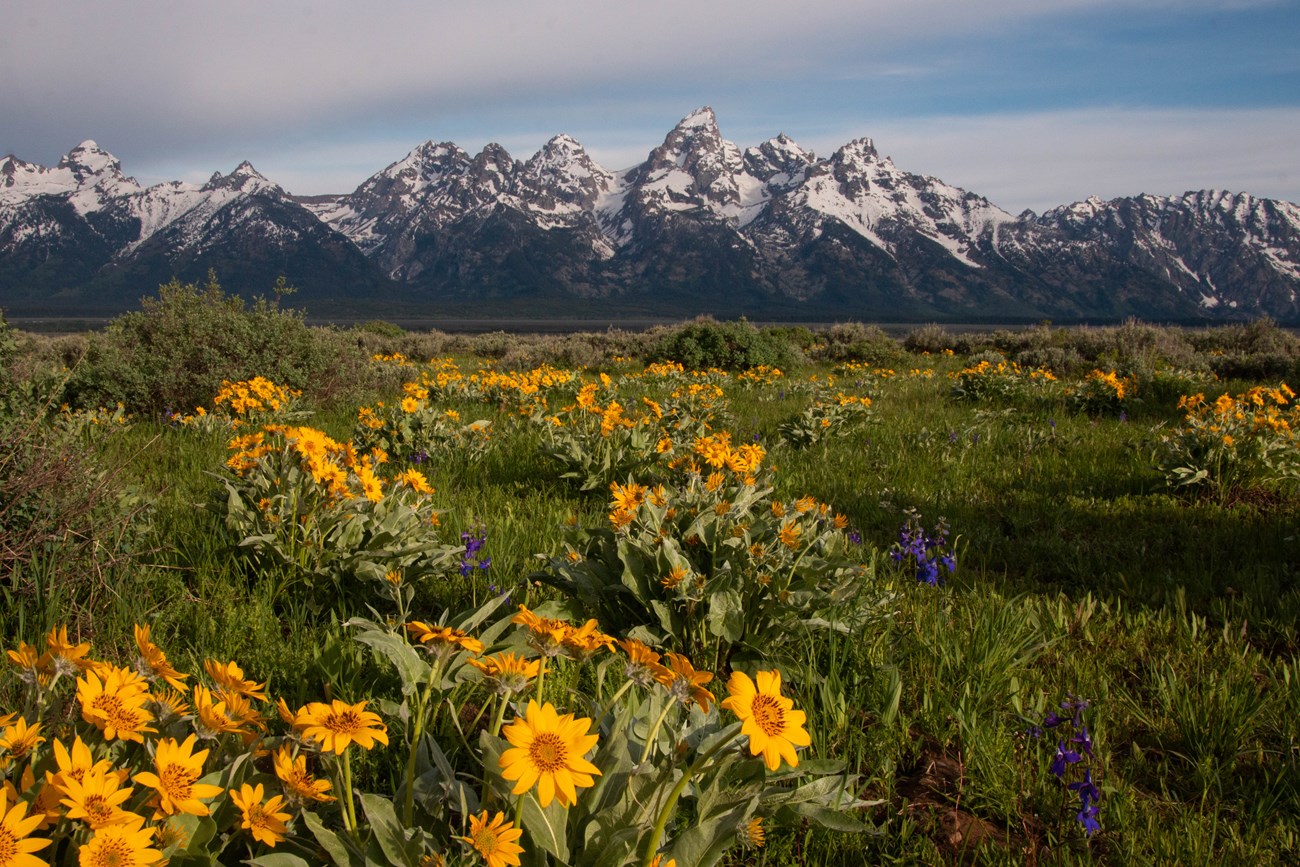 a field of wildflowers in front of a mountain range