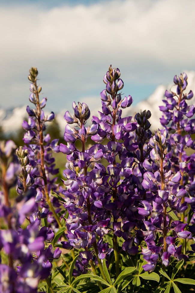 purple lupine