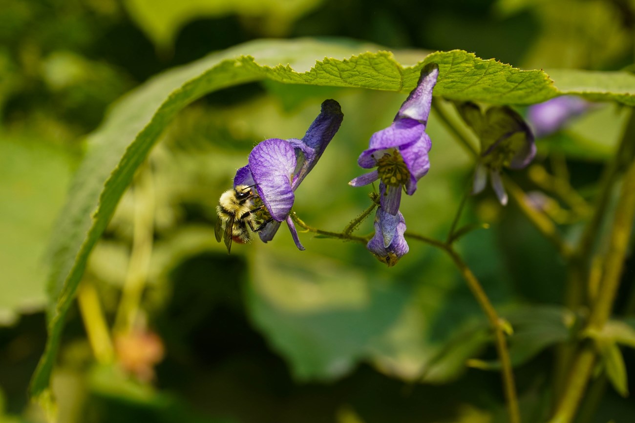 bee on a purple flower