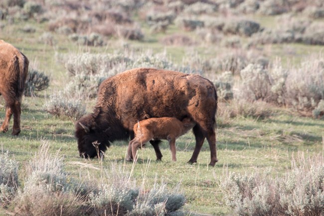 Bison cow nursing calf in a grass and sagebrush meadow.