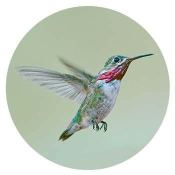Hummingbird in flight Hummingbird in flight
