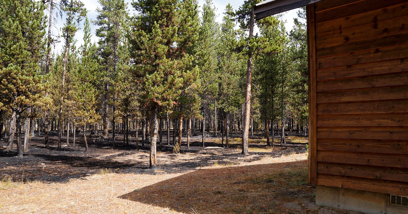 Defensible space The corner of a house is visible in the foreground, surrounded by unburned grass. Just 15 feet away, fire burned through a sparse forest, blackening the ground but leaving the green trees standing.