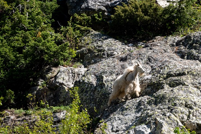 White mountain goat standing on rocky outcrop with green shrubs behind