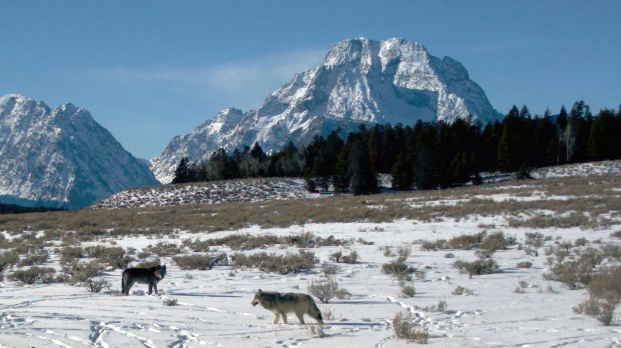 Two wolves stand on a snowy slope in front of the Teton Range.