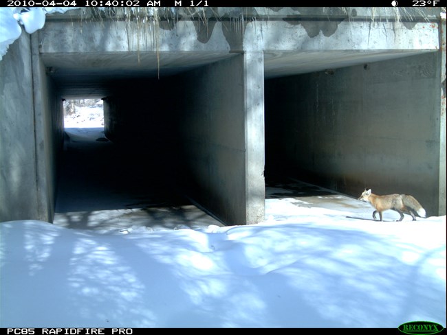 A red fox enters a cement underpass.