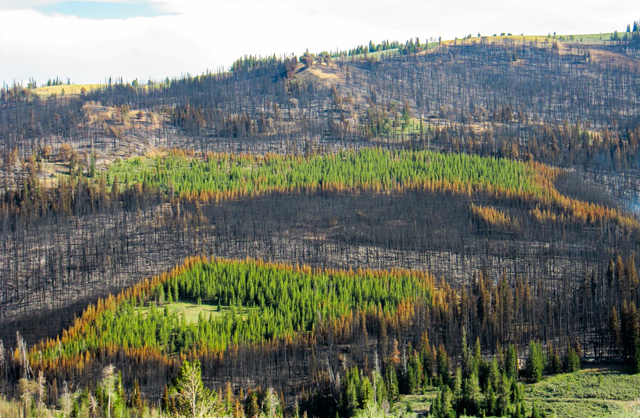 A hillside is covered with a patchwork of burned and unburned forest and meadows.