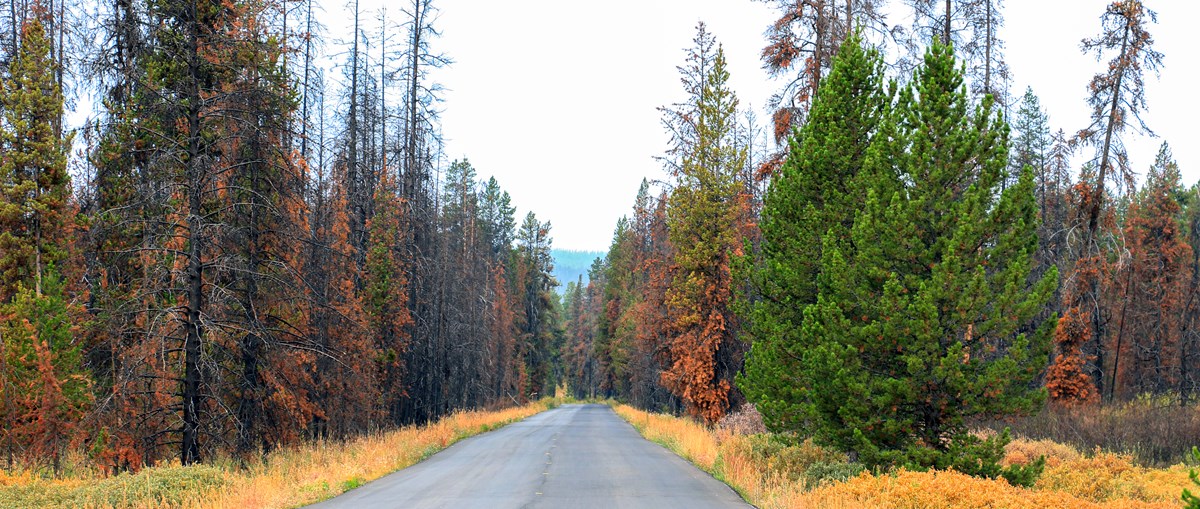 A road extends away from the viewer, lined on both sides by dead burned trees and some green, live ones.