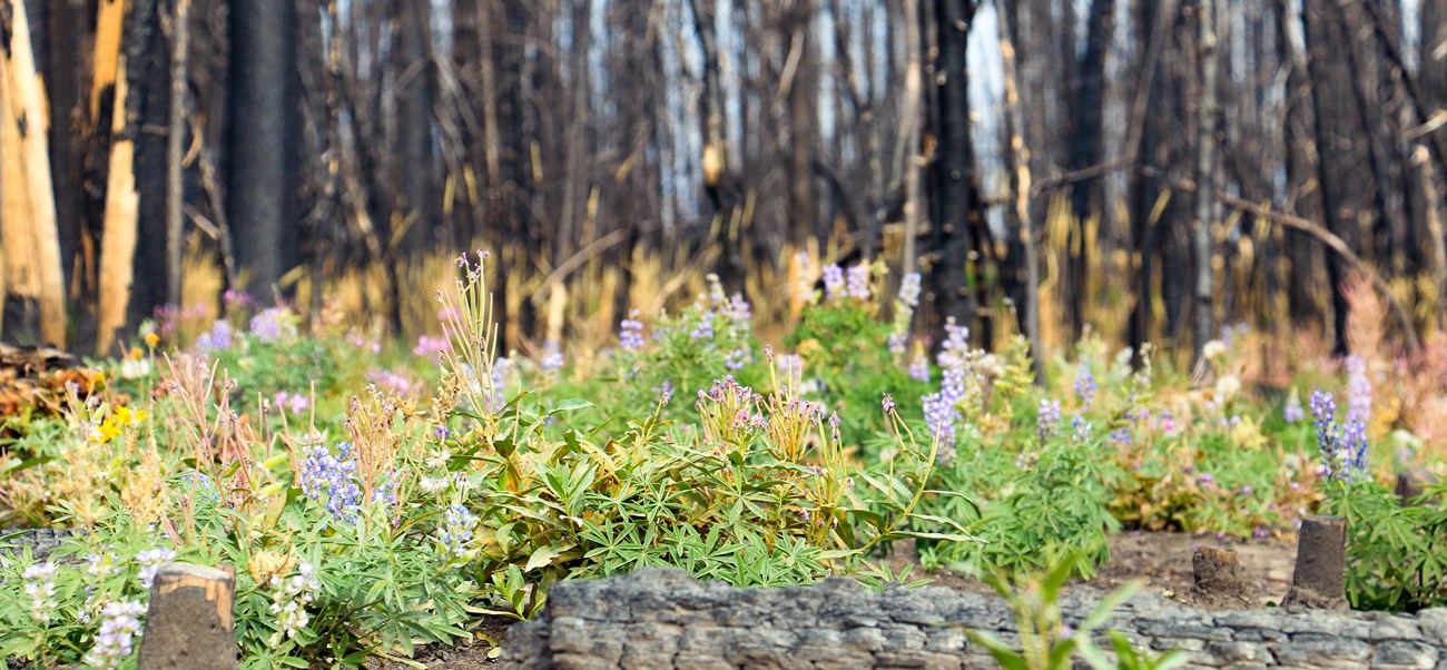 Colorful pink and purple wildflowers bloom within a burned forest, with blackened standing dead trees are visible in the background.