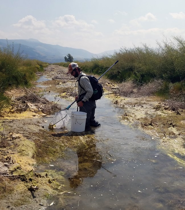 Employee netting dead fish from the spring after treatment