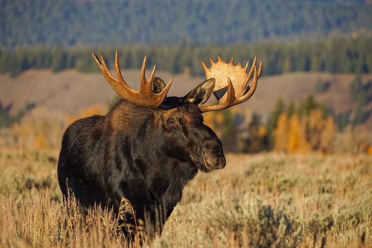 a bull moose stands in field