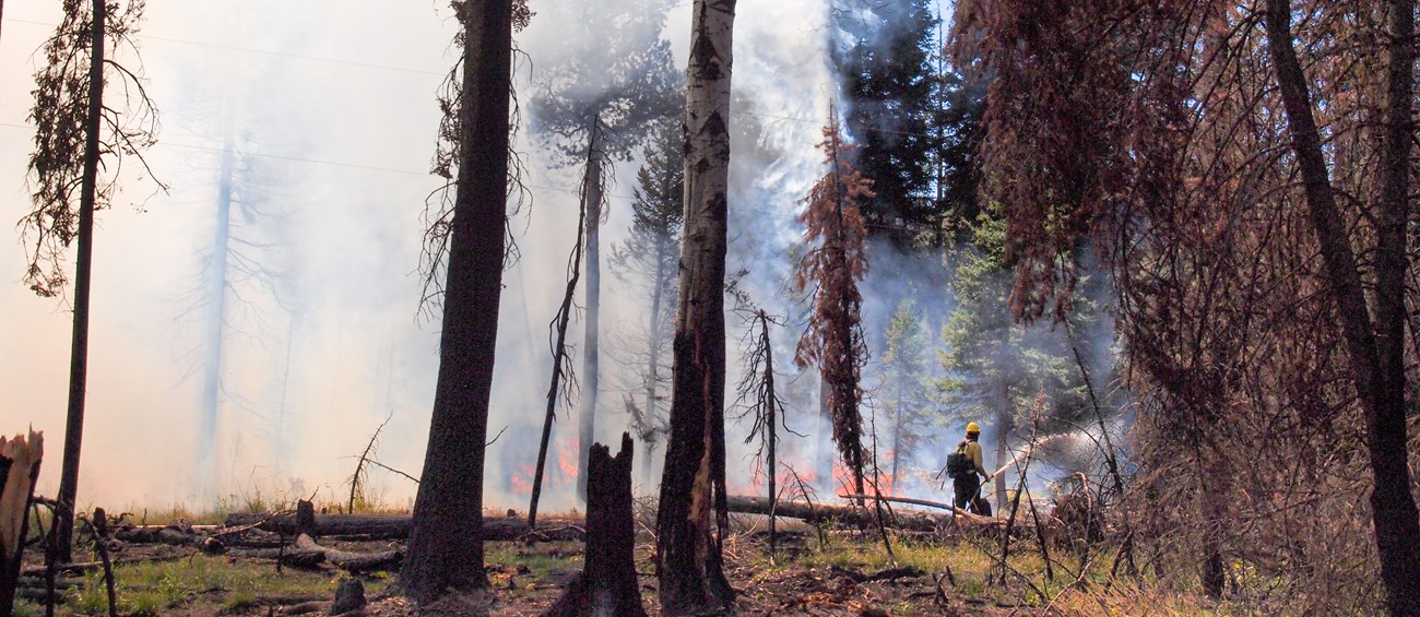 A firefighter sprays a hose, while surrounded by a mix of burned and unburned forest.