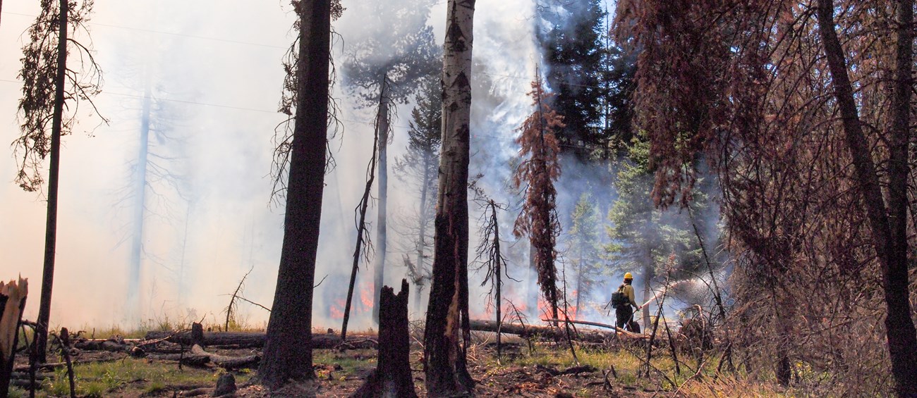 A firefighter sprays a hose, while surrounded by a mix of burned and unburned forest.