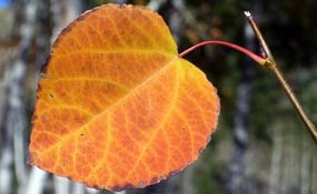 Autumn aspen leaf