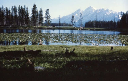 Beaver Pond