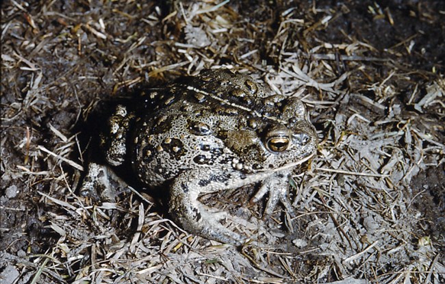 Boreal toad, brownish with spots, sitting on ground