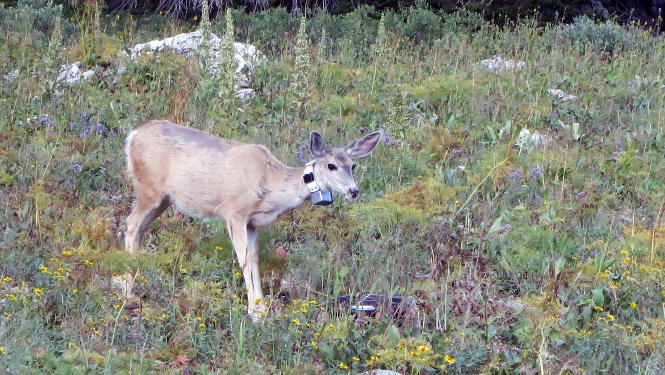 A mule deer wearing a tracking collar stands in a field of flowers.
