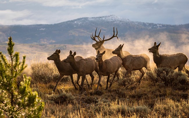Herd of cow elk with a bull elk behind during the fall mating season