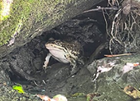 A frog hides in a hollow.