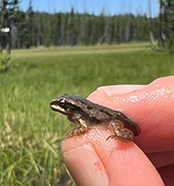 A tiny chorus frog is held between the thumb and forefinger.