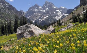 Glacier lilies in Cascade Canyon Glacier lilies in Cascade Canyon