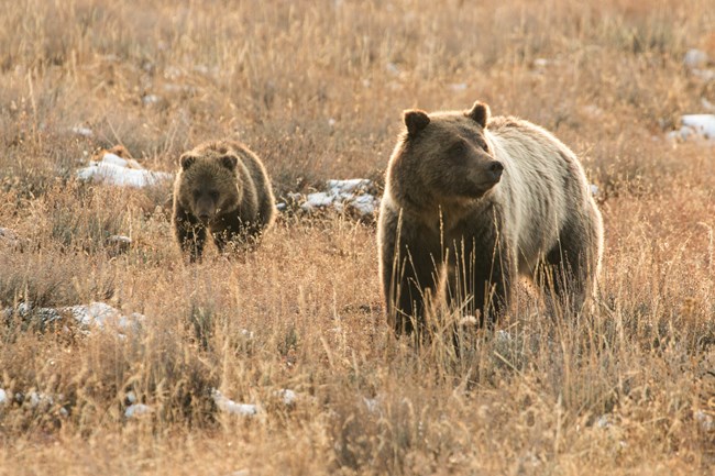 Grizzly sow and cub of the year walking through dry grass and a patch of snow