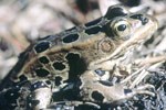 Leopard Frog Leopard Frog