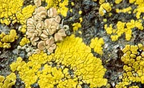 Lichen