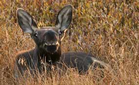 A young moose calf in the willows, photo copyrighted by Dan Ng A young moose calf in the willows, photo copyrighted by Dan Ng