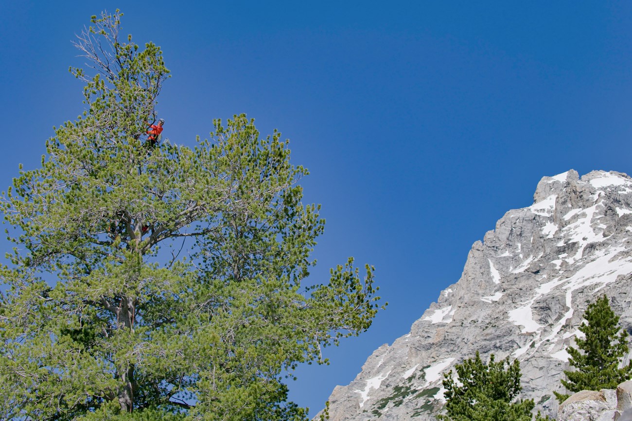 A person peeks out of the top of a tree.