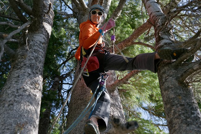 A woman rappels down a tree using climbing ropes.