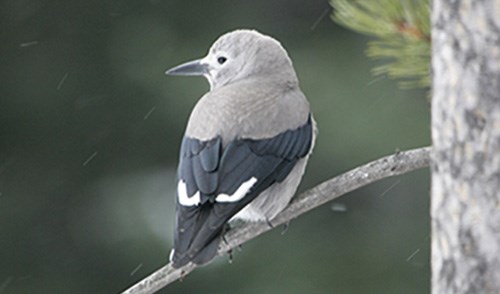 A bird with a sharp bill perches on a branch.