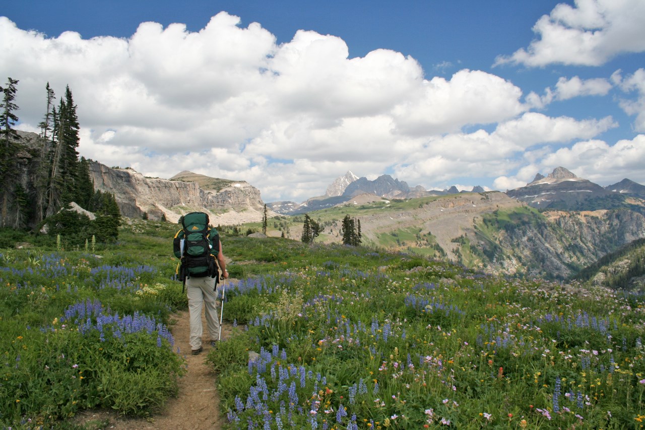Backpacker on trail, carrying large green backpack, walking through alpine wildflowers