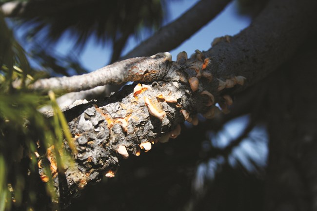 Yellow-rust growths on whitebark pine bough