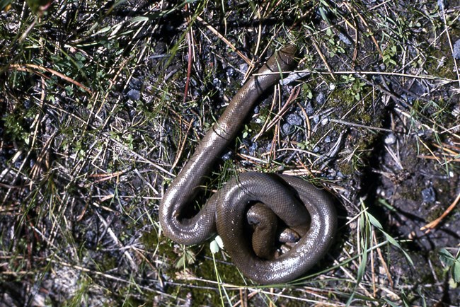 Rubber boa snake curled up on ground