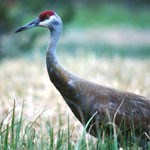 Sandhill Crane Sandhill Crane