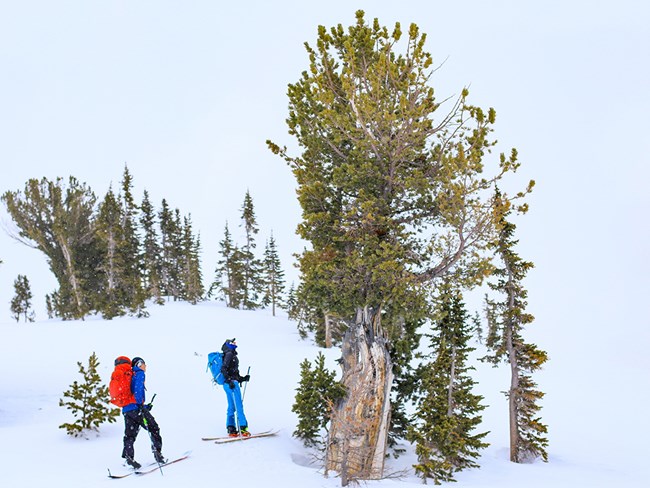 People on skis look up at a whitebark pine in the snow.