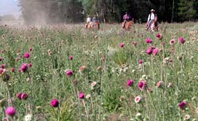 Thistle is a pernicious weed that is difficult to remove and crowds out native vegetation that animals depend on. Thistle is a pernicious weed that is difficult to remove and crowds out native vegetation that animals depend on.