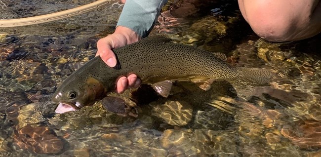 a hand holding a cutthroat trout