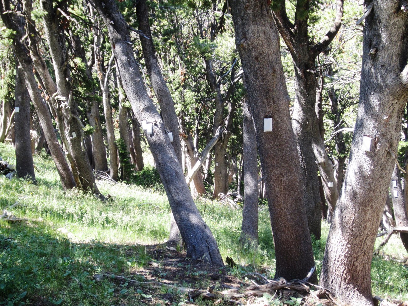 Verbenone packets on whiteback pine trunks.