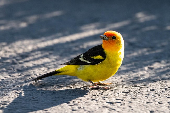 Western tanager with red head, yellow body, and black wings and tail