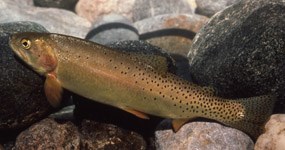 Yellowstone Cutthroat Trout Yellowstone Cutthroat Trout