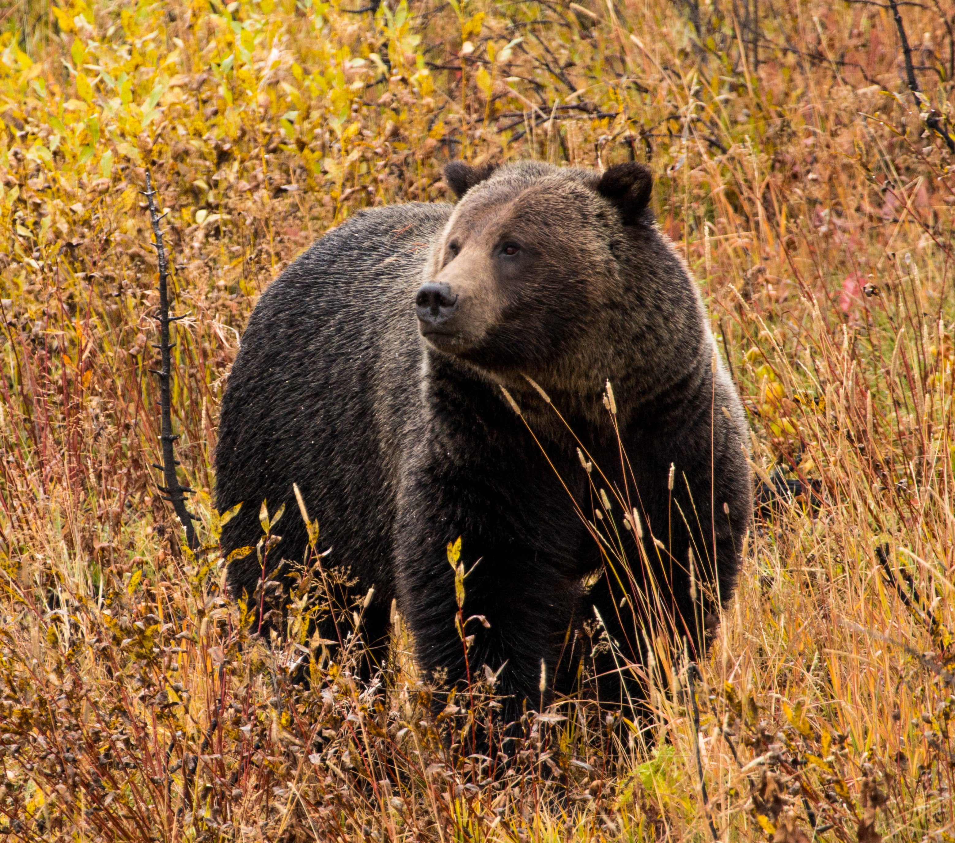 grizzly bear in fall colors