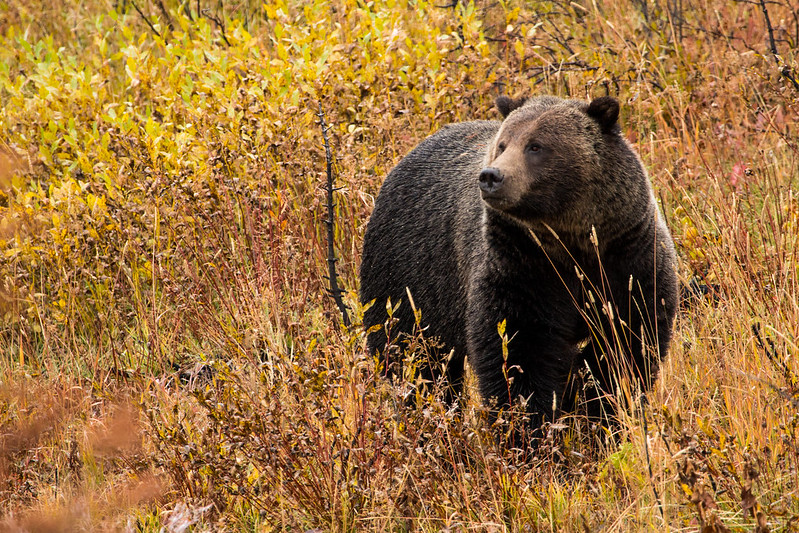 Grizzly bear Grizzly bear in fall foliage