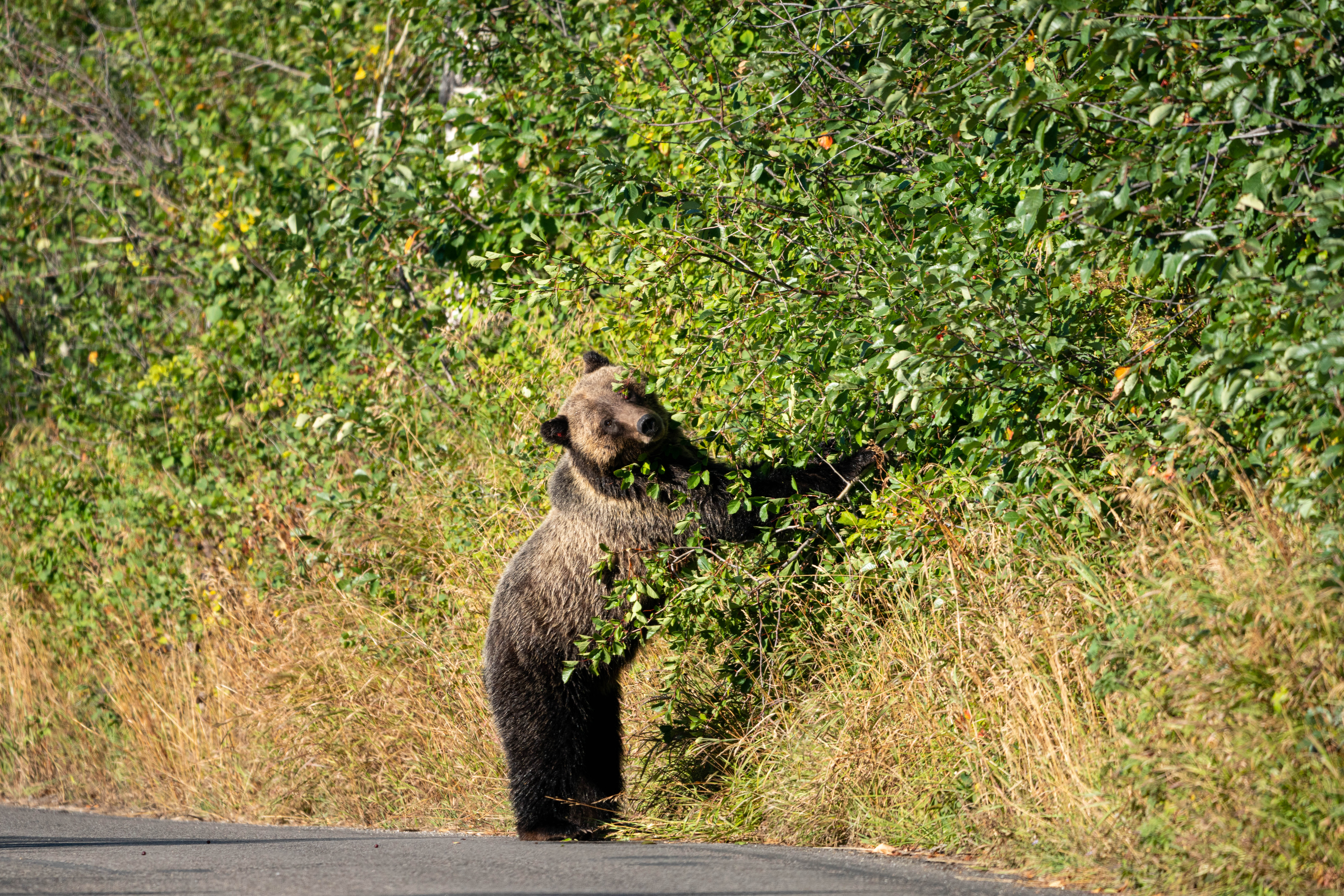 grizzly bear eating berries